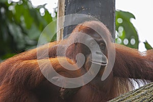 Orangutans in the zoo Wildlife Conservation