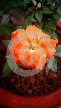 orangy rose