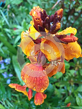 An Orangy and yellow Wallflower