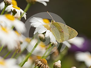 Oranje luzernevlinder, Clouded Yellow, Colias croceus photo