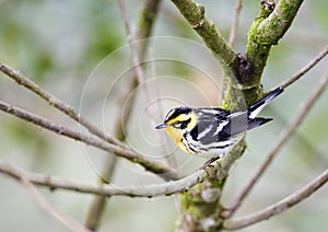 Oranjekeelzanger, Blackburnian Warbler, Dendroica fusca