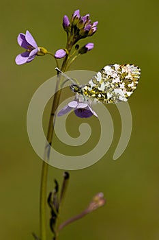 Oranjetipje, Orange Tip, Anthocharis cardamines