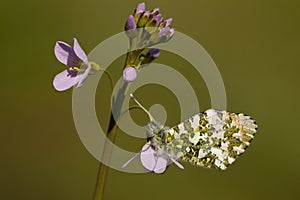 Oranjetipje, Orange Tip, Anthocharis cardamines