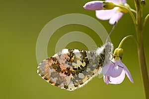 Oranjetipje, Orange Tip, Anthocharis cardamines