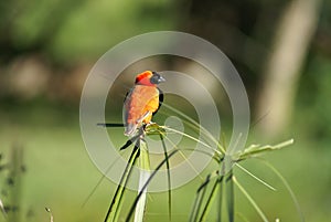 Oranjewever on a waterplant in South-Africa