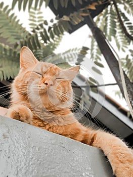 Oranye cat in nature