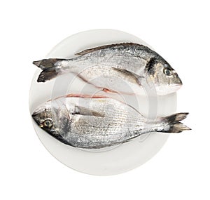 Orata Fish Isolated, Fresh Dorado, Seabream