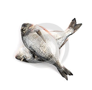 Orata Fish Isolated, Fresh Dorado, Seabream