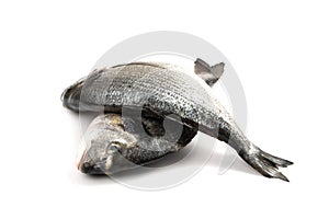 Orata Fish Isolated, Fresh Dorado, Seabream