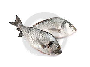 Orata Fish Isolated, Fresh Dorado, Seabream