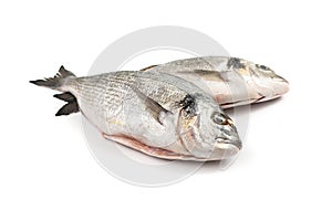 Orata Fish Isolated, Fresh Dorado, Seabream