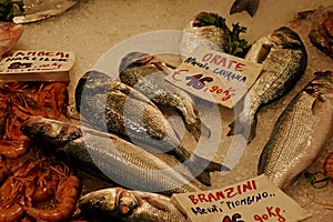 Orate - Sea Bream, Branzini - Sea Bass, Mercato Orientale, Genoa, Italy photo