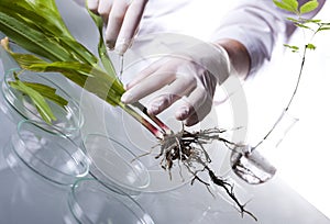 Oratory glassware equipment, Experimental plant