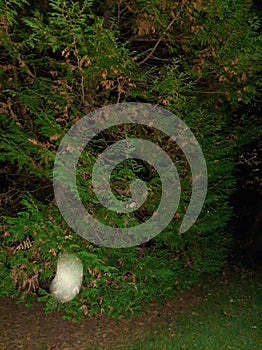 Orb watching in the forest you never know what you might see