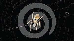 Orb Weaver #2