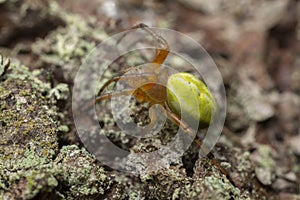 Orb weaver, Araniella proxima on bark photo