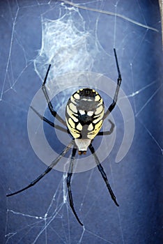 Orb weaver black background