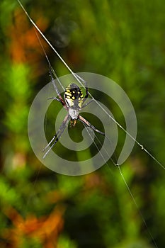 Back of a Argiope aurantia