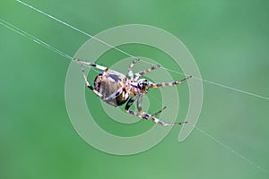 Orb Weaver Spider