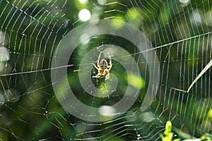 Orb Weaver Spider