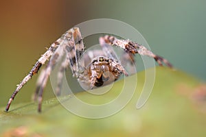 Orb Weaver Spider