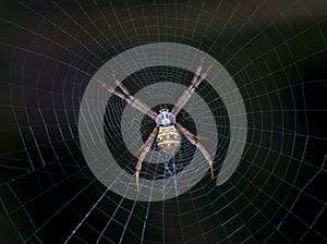 Orb Weaver Spider