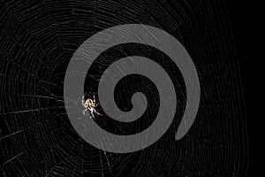 Orb Weaver Spider photo
