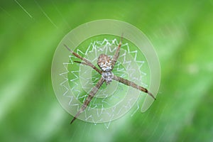 Orb Weaver Spider