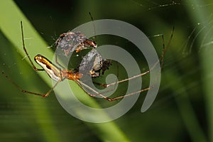 Orb-weaver spider (Araneidae)