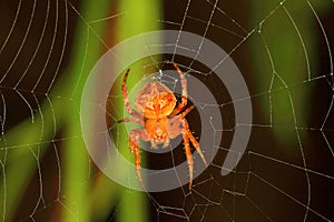 Orb-weaver spider, Araneidae , Aarey Milk Colony , INDIA