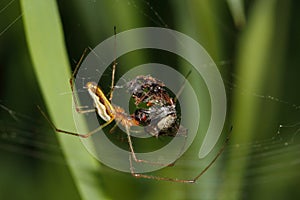 Orb-weaver spider (Araneidae)