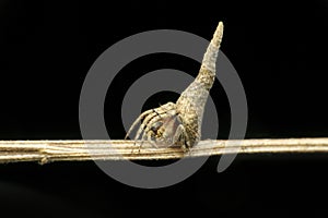 Orb weaver spider,Araneidae, Satara, Maharashtra, India