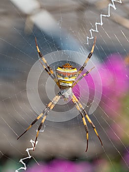 Orb-weaver spider. Sinouk Coffee Resort, Laos photo