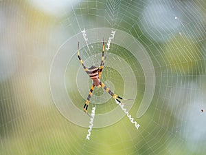 Orb-weaver spider. Sinouk Coffee Resort, Laos