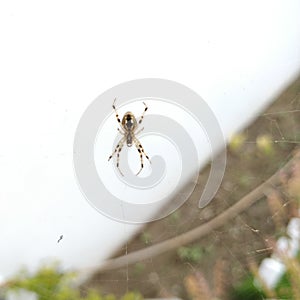 Orb Weaver spider or araneids spiral wheel-shaped web