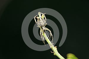 Orb weaver spider on branch, Araneidae family, Satara