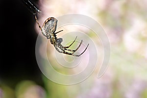 Orb Weaver Spider