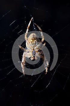 Orb Weaver Spider