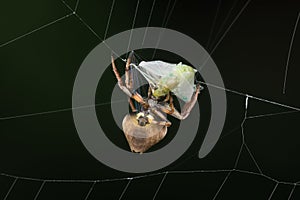 Orb weaver spider Erovixia excelsa wrapping up a Mayfly for meal