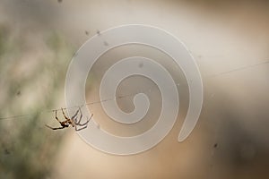 Orb Weaver Spider with Insects