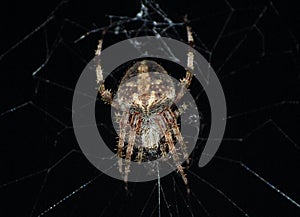 Orb Weaver Spider On Its Web At Night