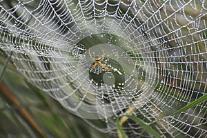 Orb-weaver spider macro photography waterdrop.