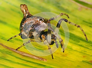 Orb-weaver spider photo