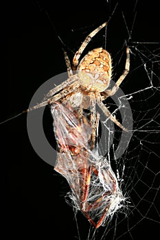 Orb weaver spider with prey