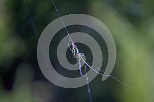 An orb weaver spider resting in a spider web