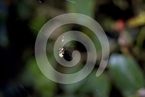 An orb weaver spider resting in a spider web