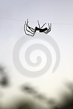 Orb Weaver Spider Silhouette