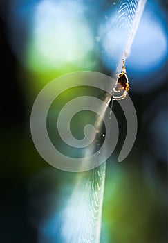 The orb-weaver spider waits in the centre.