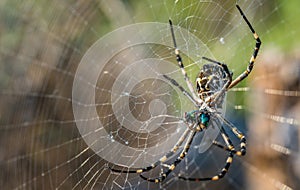 Orb weaver spider and web