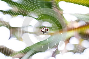 Orb Weaver Spider In Web